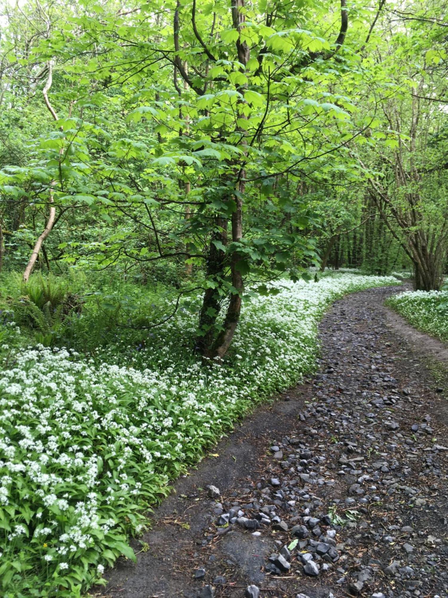 Neuadd Villa Llanwnen Buitenkant foto